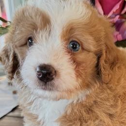 Joy - Red female Bernedoodle puppy in Gilbert, Arizona from Azteddybeardoodles