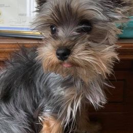 Yorkshire Terriers from Vargas De Rioja Yorkies