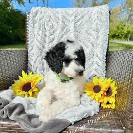 Cooper - Parti male Poodle puppy in Detroit, Michigan from QaeQaePups LLC