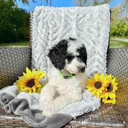 Cooper - Parti male Poodle puppy in Detroit, Michigan from QaeQaePups LLC