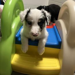Border Collie Puppies from Spotted Feather Farm