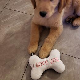 Golden Retriever Puppies from Nutmeg's Golden Puppy Dog
