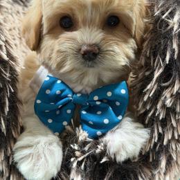 Boy 1 - Parti male Maltipoo puppy in Cooper City, Florida from Jenny La Bone