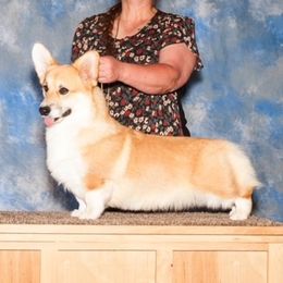 Alex - Pembroke Welsh Corgi