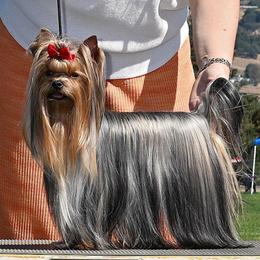 Glory - Yorkshire Terrier