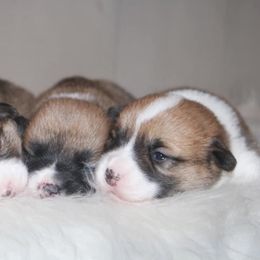 Pembroke Welsh Corgi and Toy Australian Shepherd Puppies from Riot Kreek Kennels