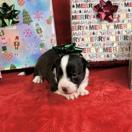 Cupid - Brindle and white male American Corgi puppy in Waskom, Texas from Piney Woods Corgis