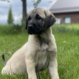 Rose Girl (1) - Fawn female Anatolian Shepherd Dog puppy in Kalispell, Montana from Wild Rooster Family Farm – AKC Anatolian Shepherd Breeder, OFA Health Tested
