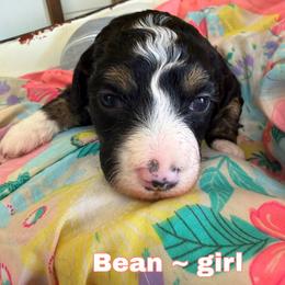 Bean - Tri-color female Bernedoodle puppy in Sherman, Illinois from Shirl Doodle Life