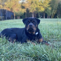 Border Collie and Rottweiler All Grown Up from KJB Kennels