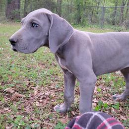 Ty Lee - Blue female Great Dane puppy in Pollock, Louisiana from Danes Done Right