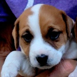 Girl 1 - Tan and white female Jack Russell Terrier puppy in California from Kimberlite
