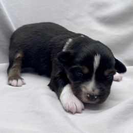 Emmanuel - Black tri male Miniature Australian Shepherd puppy in Bly, Oregon from Apacheblus Toy Aussies