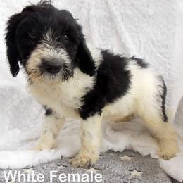 Goldendoodle Puppies from Shelby Doodles