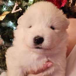 Pink - White female Samoyed puppy in San Antonio, Texas from Hill Country Samoyeds