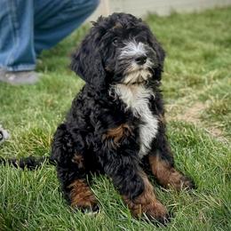 Enchilada - Tri-color male Bernedoodle puppy in Roy, Utah from Doodles are Amazing