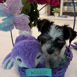 Willie - Parti male Yorkshire Terrier puppy in Collier County, Florida from Star Catcher Pups