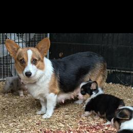 Ace - Pembroke Welsh Corgi