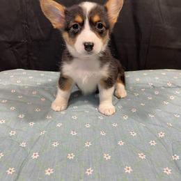 Bashful - Red female Pembroke Welsh Corgi puppy in Barstow, California from Caldwell’s Corgis of Southern California