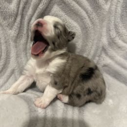 Miniature Australian Shepherd and Toy Australian Shepherd Puppies from Cherry Grove Kennel