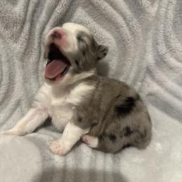Miniature Australian Shepherd and Toy Australian Shepherd Puppies from Cherry Grove Kennel