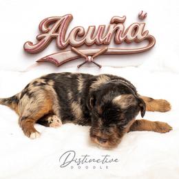 Acuña - Blue merle male Aussiedoodle puppy in Kennesaw, Georgia from Distinctive Doodle