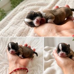 Rosalinda - Chocolate and white female Chihuahua puppy in Miami, Florida from Natalias Tiny Puppies