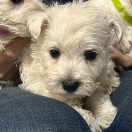 Boy 1 - West Highland White Terrier puppy in Ridgeway, Virginia from Rivers Bend Westies