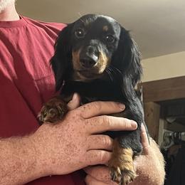 T-Bone - Dachshund