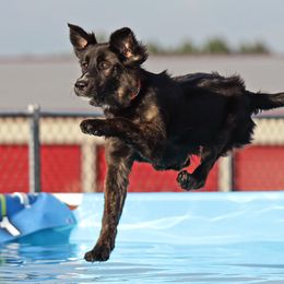 Border Collie, Golden Retriever, and Sporty Mix Puppies from Turbo Border Collies & Coltrievers