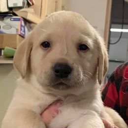 Labrador Retrievers from Kathy's Labradors