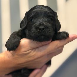 Athena - Black female Cockapoo puppy in Colorado Springs, Colorado from Garrett Doodles