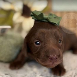 Dachshund Puppies from B+B Co Miniature Dachshunds