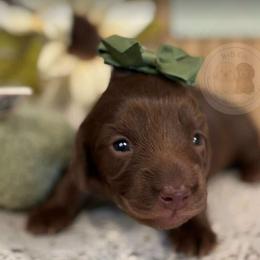Dachshund Puppies from B+B Co Miniature Dachshunds