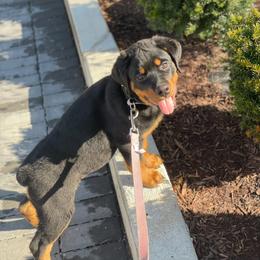 Rottweiler Puppies from Milton's Rottweilers