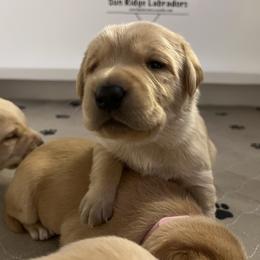 Labrador Retriever Puppies from Sun Ridge Labradors