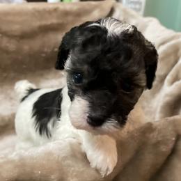 Poodle Puppies from Paradise Poodles
