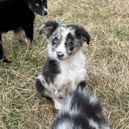 Boy 4 - Blue merle male Miniature Australian Shepherd puppy in Ellsworth, Kansas from Flying H Mini Aussies