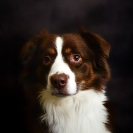 Yogi - Miniature Australian Shepherd