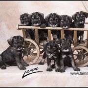 Standard Schnauzer Puppies from Goldwynn Standard Schnauzers