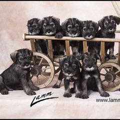 Standard Schnauzer Puppies from Goldwynn Standard Schnauzers