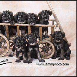 Standard Schnauzer Puppies from Goldwynn Standard Schnauzers