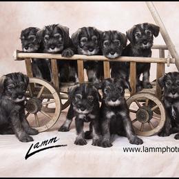 Standard Schnauzer Puppies from Goldwynn Standard Schnauzers