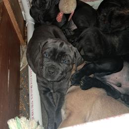 Girl 1 - Gray brindle female Cane Corso puppy in Clarksburg, West Virginia from West By God Virginia Cane Corso