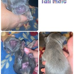 French Bulldog Puppies from Frenchie Puppies in Abbeville