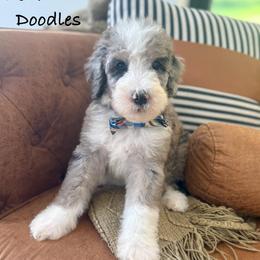 Houstus - Merle male Sheepadoodle puppy in Argillite, Kentucky from DeAnna’s Doodles