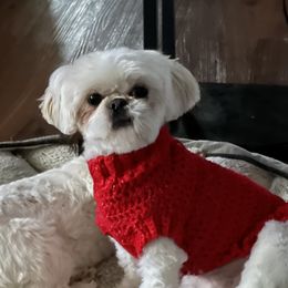 Shih Tzu All Grown Up from Tennessee's Treasured Shih Tzus