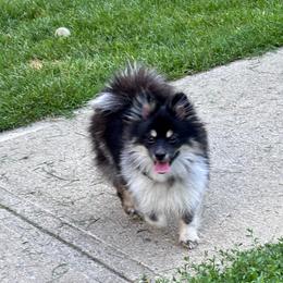 Pixie - Tri-colored female Pomeranian puppy in Douglas, Massachusetts from Country Oak Poms LLC