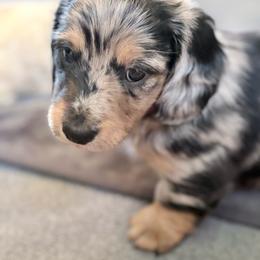 Rocky PawBoa - Dapple male Dachshund puppy in Caulfield, Missouri from Hocomo Hollow Doxies
