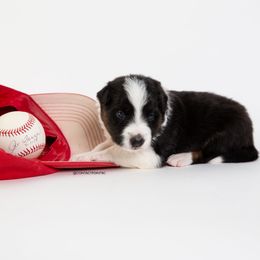 Border Collie Puppies from Contact Point Border Collies